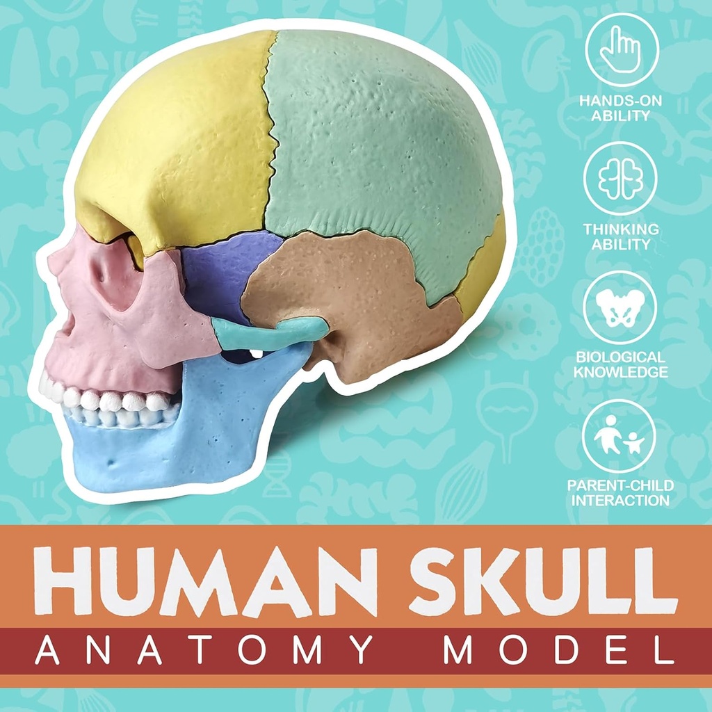 Cráneo Modelo anatómico de  humano Merinden, tamaño medio, 17 partes desmontables