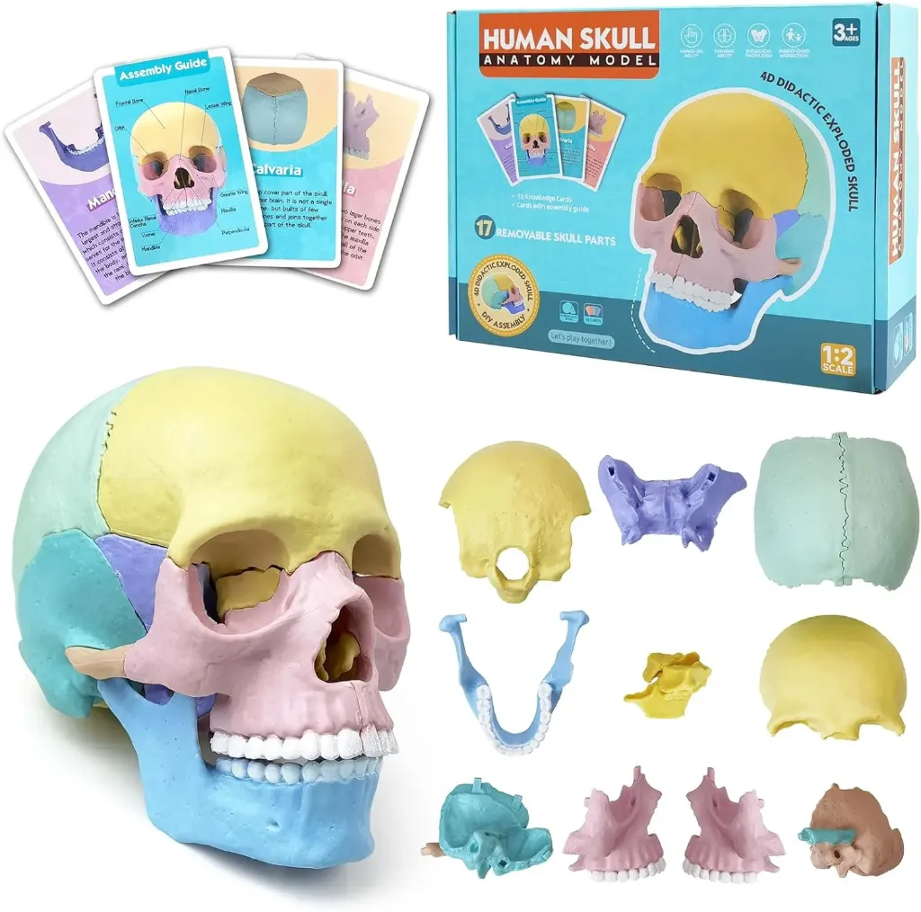 Cráneo Modelo anatómico de  humano Merinden, tamaño medio, 17 partes desmontables