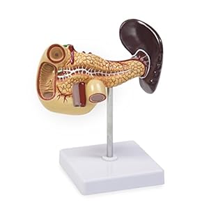 Pancreas