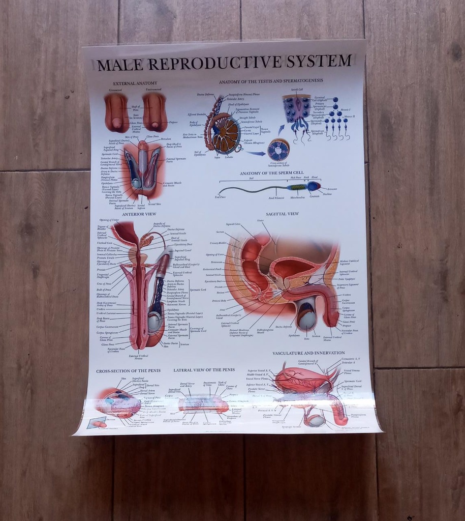 Poster de anatomia aparato reproductor masculino/ aparato reproductor femenino