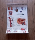 Poster de anatomia aparato reproductor masculino/ aparato reproductor femenino